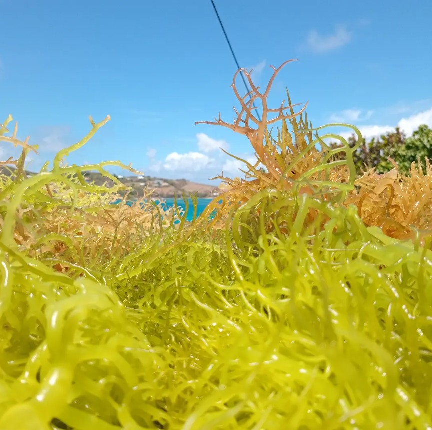 Pristine Cultivation